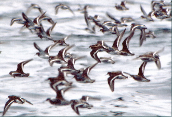 rnphalaropes_flying
