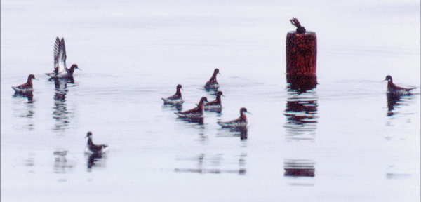 rnphalaropes_sitting
